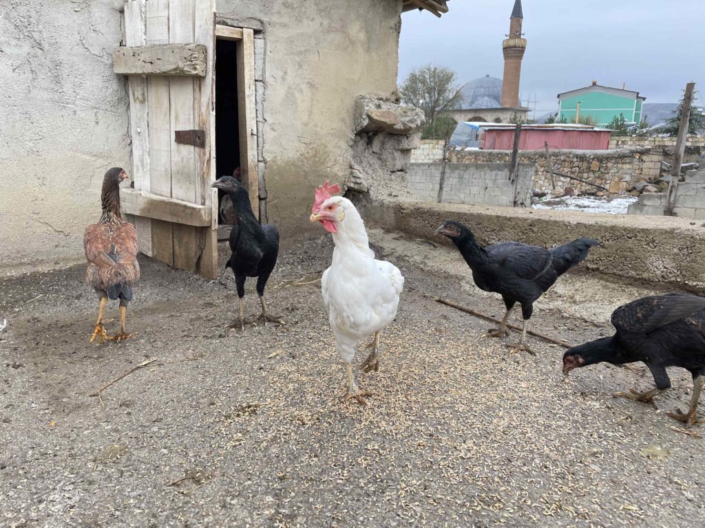 Gökçedere Chicken